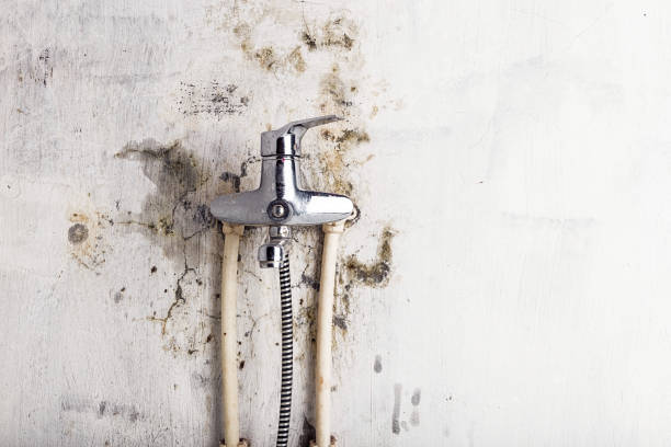 Mold Removal Process in Palmetto Estates, FL