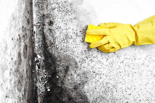 Best Residential Mold Removal  in Palmetto Estates, FL