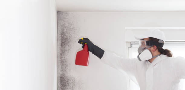 Best Commercial Mold Removal  in Palmetto Estates, FL