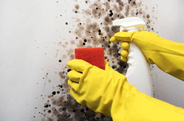 Best Mold Removal Process  in Palmetto Estates, FL