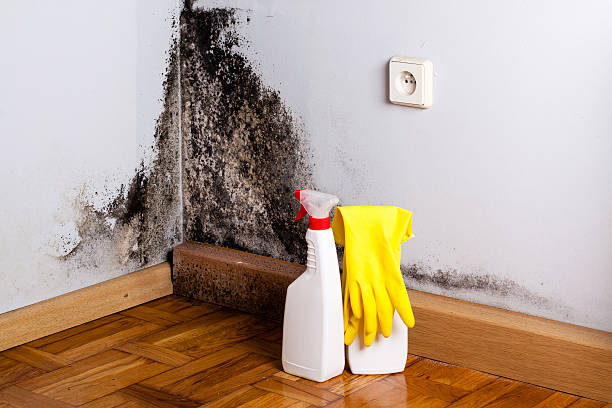 Home Mold Removal in Palmetto Estates, FL