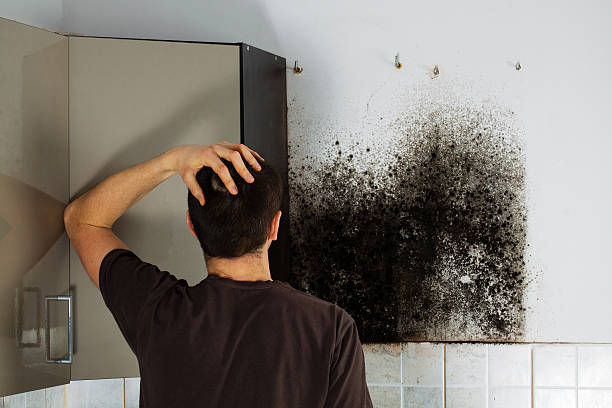 Best Attic Mold Removal  in Palmetto Estates, FL