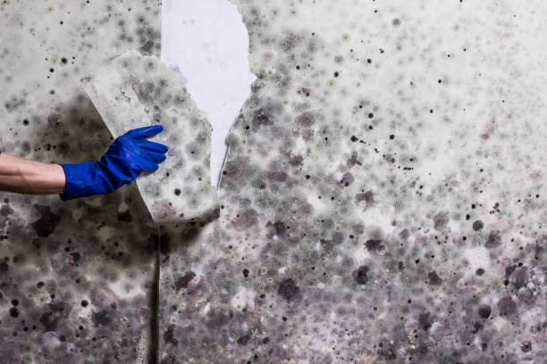 Best Mold Removal Company Near Me  in Palmetto Estates, FL